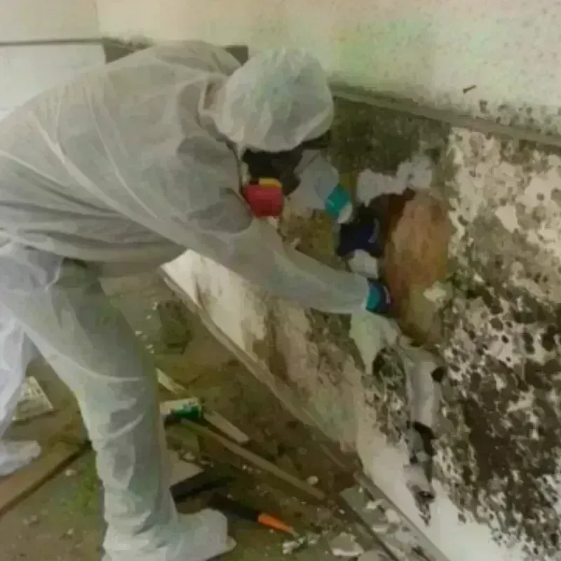 Mold Remediation and Removal in Maroa, IL